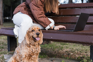 Loving connection between cocker spaniel and owner while working on a laptop in the park