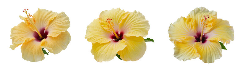 yellow hibiscus flowers isolated on white background