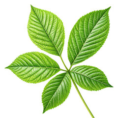 Detailed Illustration of Green Leaf with Five Leaflets