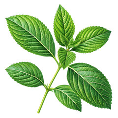 Detailed Illustration of Green Leaf with Five Leaflets
