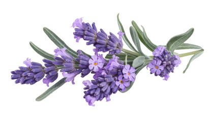 lavender flowers isolated on transparent background