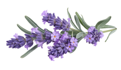 lavender flowers isolated on transparent background