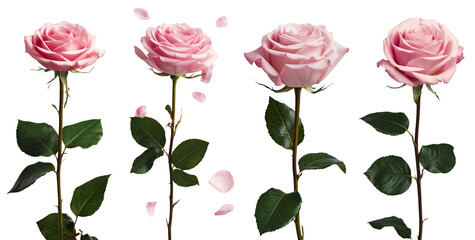 four pink roses on white background