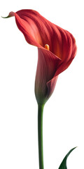elegant red calla lily isolated on white background