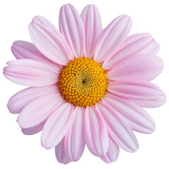 pink daisy flower isolated on white background