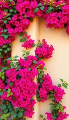 Fototapeta premium Vivid bougainvillea cascading over a pale beige wall corner, white, flowers