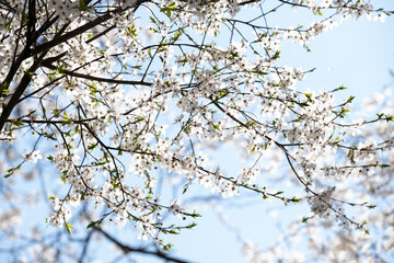 Delicate cherry blossoms in full bloom on thin branches, captured in soft sunlight against a light blue sky. 