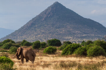 Telephoto of an African Elephant -Loxodonta Africana- walking across the plains of the Samburu National Reserve, Kenya