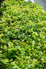 Abstract background Green flowers in the form of squares arranged neatly, green and yellow
