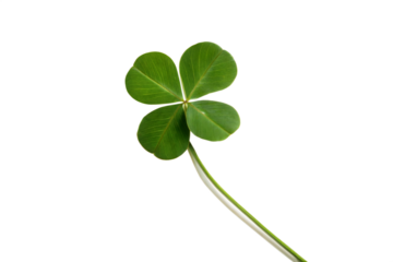 Four Leaf Clover