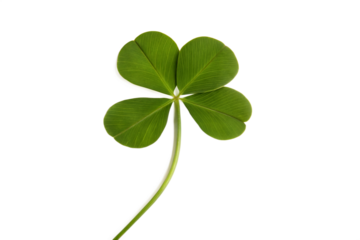 Four-Leaf Clover on Black