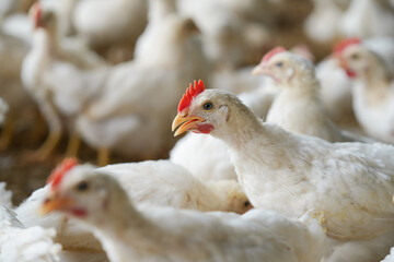 Group of healthy broiler chicken in poultry