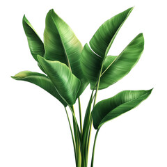 Obraz premium green leaf isolated on white isolated on transparent background png 