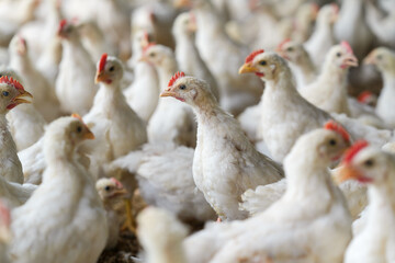 Group of healthy broiler chicken in poultry