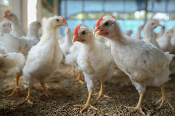 Group of healthy broiler chicken in poultry