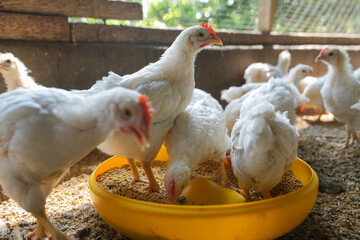 Group of healthy broiler chicken in poultry