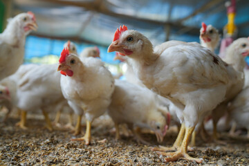 Group of healthy broiler chicken in poultry