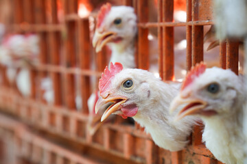 Group of healthy broiler chicken in poultry