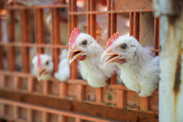 Group of healthy broiler chicken in poultry