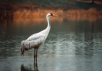A serene crane stands in tranquil waters, surrounded by nature's calm colors, creating a peaceful scene.