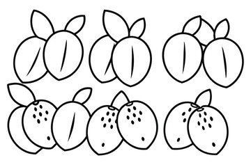  loquat line art botanical illustration with leaves details.