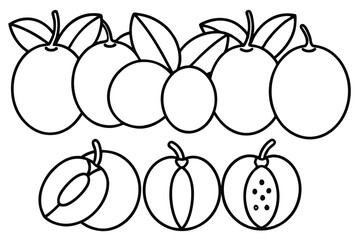 loquat line art elegant contour drawing with leave