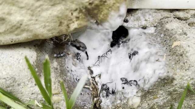 Poisonous white foam spraying paralyzing crawling black ants invading yard, pesticide usage for ants colony destruction, ants paralysis and death