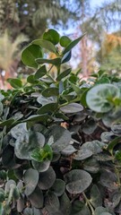 Beautiful natural wallpaper