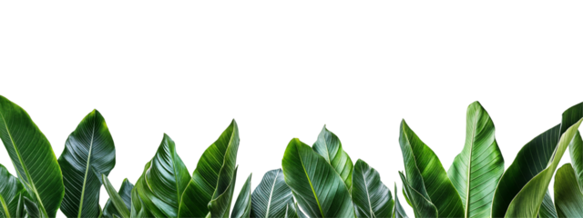 Tropical banana leaves border isolated on transparent background