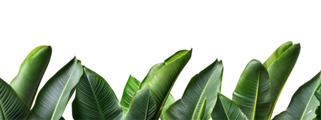 Tropical banana leaves border isolated on transparent background
