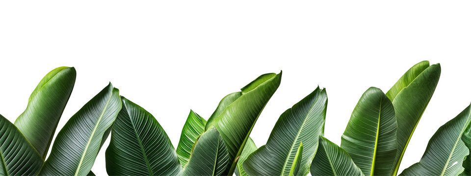 Tropical banana leaves border isolated on transparent background