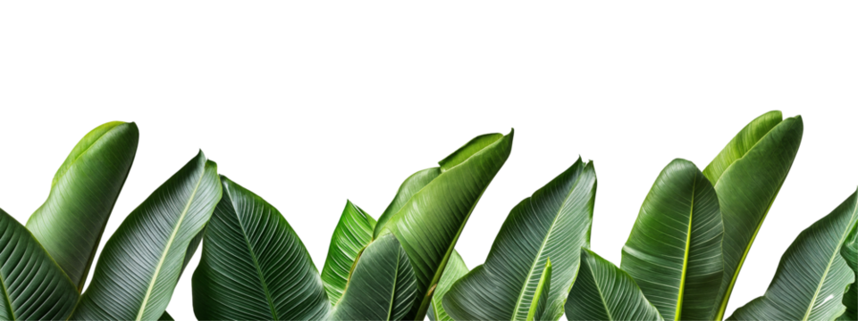 Tropical banana leaves border isolated on transparent background