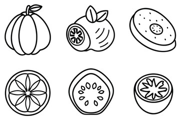 mamey sapote line art botanical illustration design details