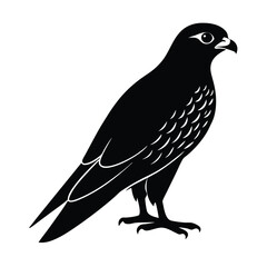 Falcon Silhouette Vector | Black and White Falcon Bird Illustration Design