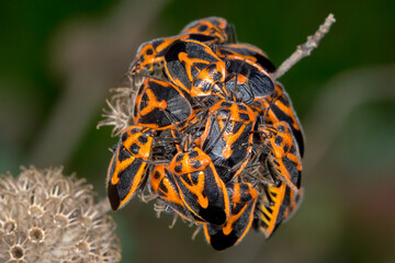 Horehound Bug (Agonoscelis rutila) - A Huge Cluster of Orange and Black Bugs