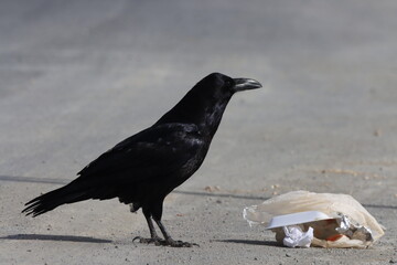 Crows and Trash