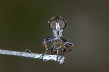Side view of robber fly - genus Asilidae - front on view showing compound eyes