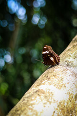 wild butterfly on concrete pole