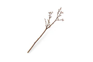 Fototapeta premium Winter Branch with Buds, Spring's Promise