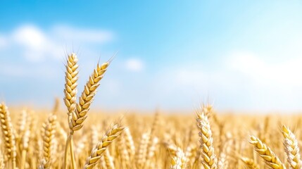 Fototapeta premium Golden Wheat Stalks Wheat Field Bright Summer Style High-resolution Shallow Depth of Field Close-up View Ripe Grain Abundant Harvest Sunny Sky Warm Golden Hues Agricultural Stock Photography