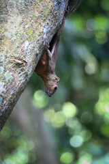 wild squirrel on tree trunk