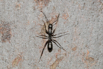 Camponotus sp. - carpenter ant on natural surface