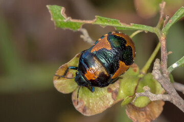Red Jewel Bug - Choerocoris paganus - on green foliage