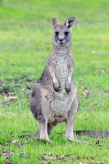 Eastern Grey Kangaroo( Macropus giganteus) Photographed in the Wild