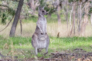Eastern Grey Kangaroo( Macropus giganteus) - Iconic Australian in Natural Light