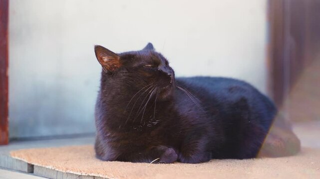Beautiful black cat lying on a rug at the entrance to the terrace, close-up
