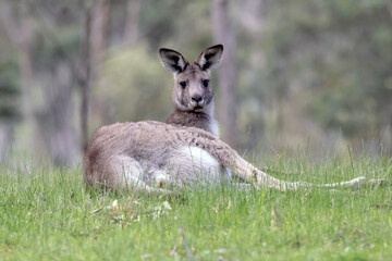 Eastern Grey Kangaroo( Macropus giganteus) - Large Male Resting on the Ground