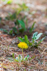 Common dandelions found by the roadside. Warm sunlight. Taraxacum officinale