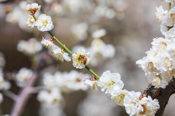 Under the warm sun, a honeybee visits white plum blossoms with layered petals. - prunus mume