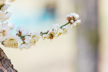 Under the warm sun, a honeybee visits white plum blossoms with layered petals. - prunus mume